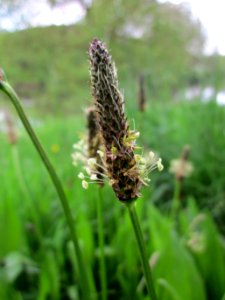 20130507Plantago_lanceolata2