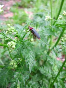 20130507Chaerophyllum_temulum4