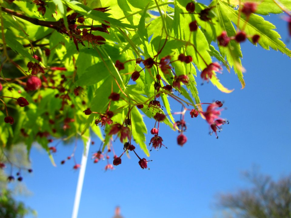 20130425Faecherahorn_Hockenheim4