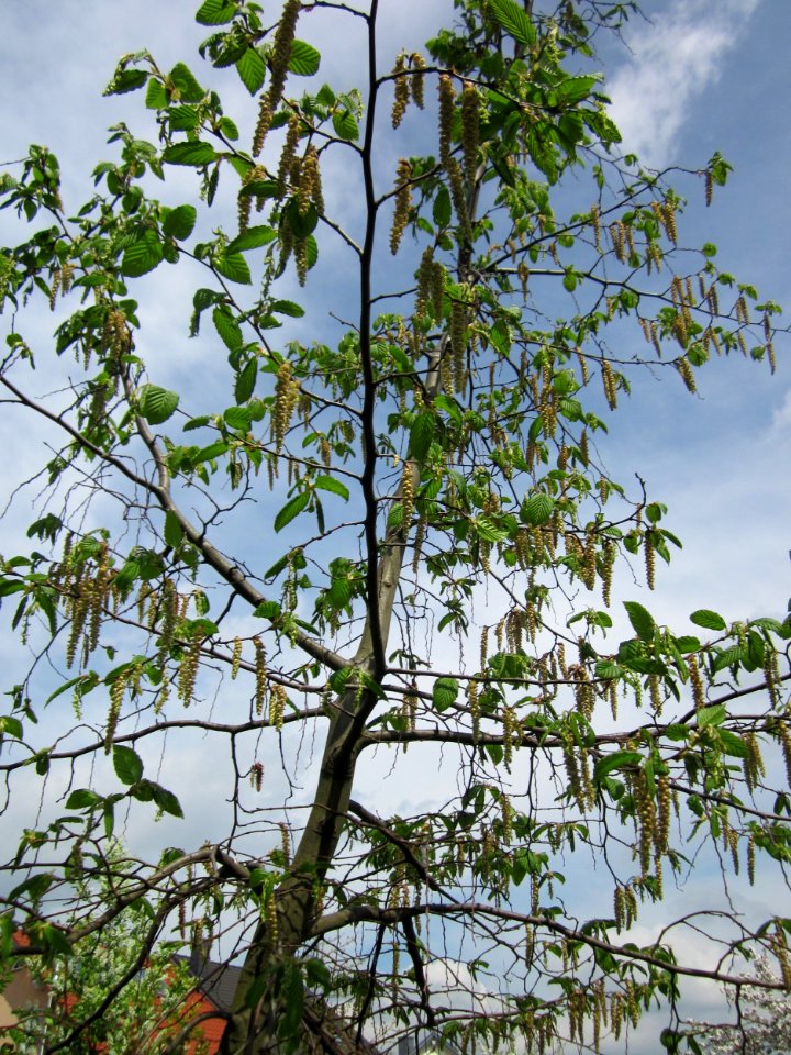 20130429Hainbuche_Hockenheim2
