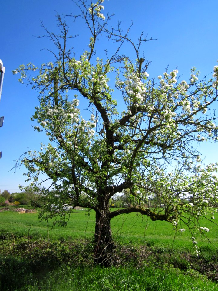 20130425Birne_Hockenheim3