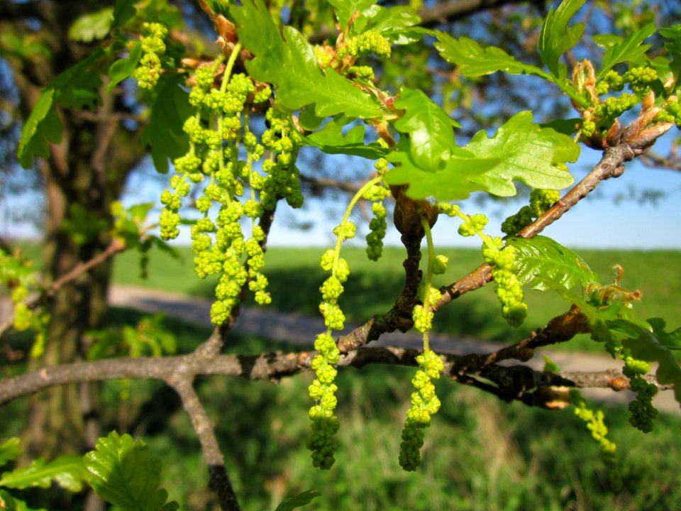 20130425Eiche_Hockenheim04