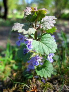 20130425Gundermann_Hockenheim2