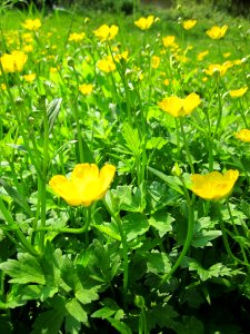 20130508Ranunculus_repens1