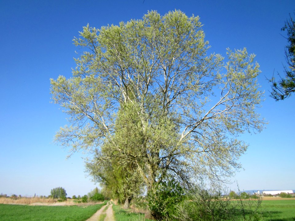 20130424Silberpappel_Hockenheim1