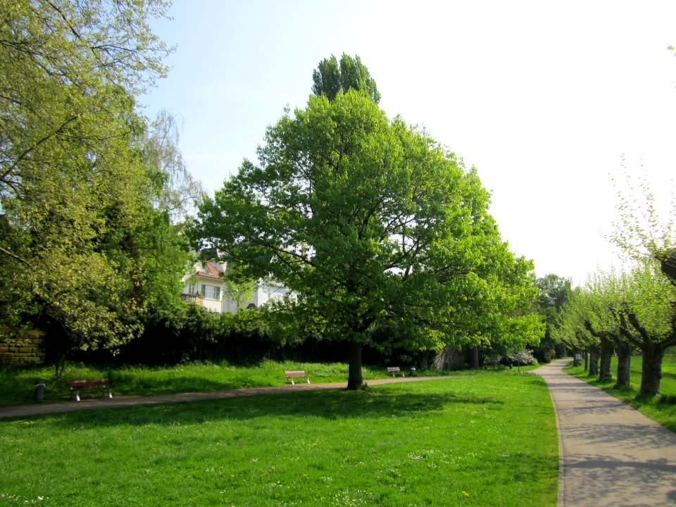 20130508Quercus_rubra1