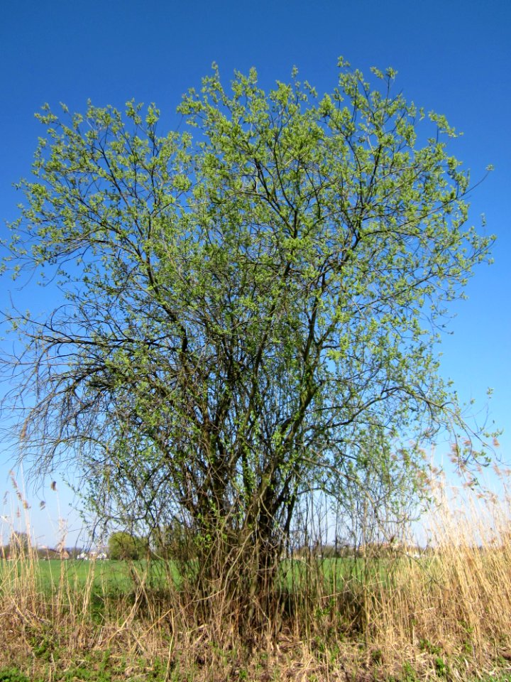 20130424Silberweide_Kotlachgraben