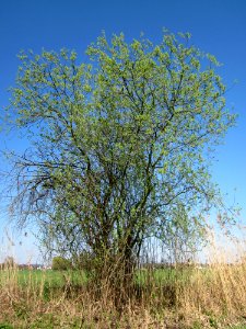 20130424Silberweide_Kotlachgraben