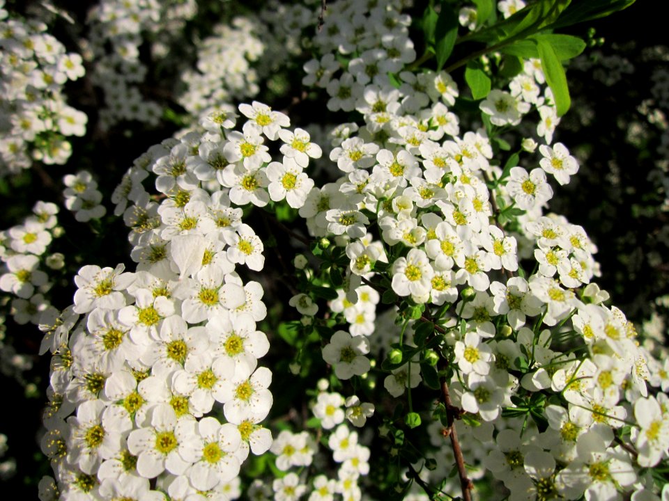 20130424Spierstrauch_Hockenheim4