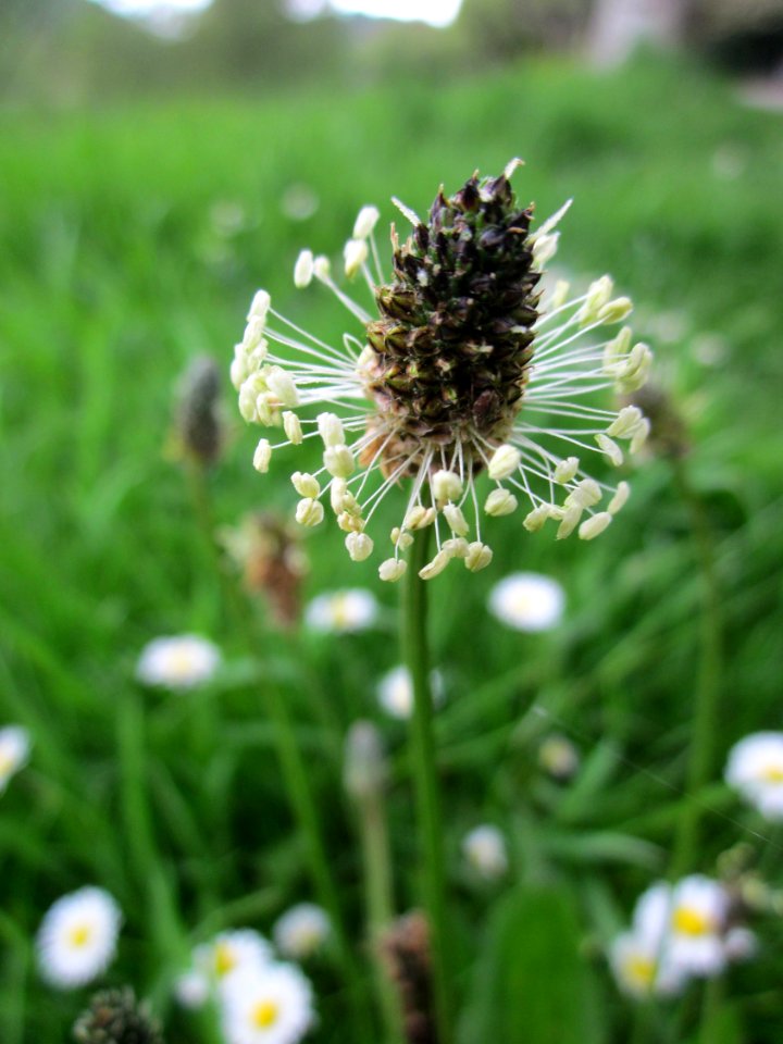 20130507Plantago_lanceolata3
