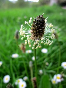 20130507Plantago_lanceolata3