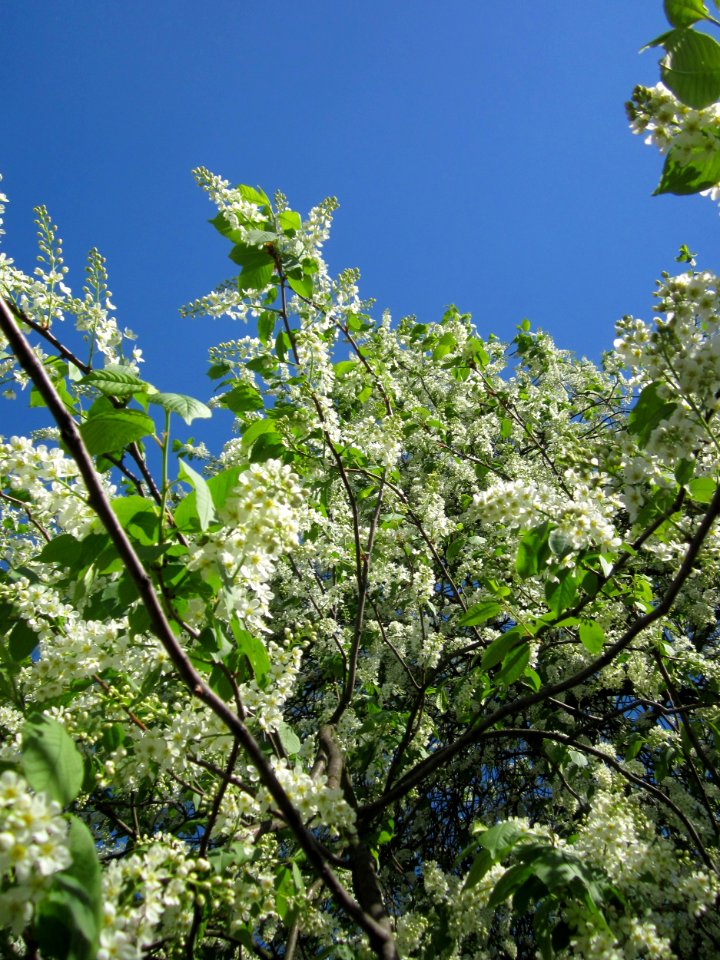 20130424Traubenkirsche_Hockenheim3