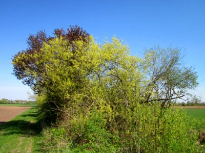 20130424Silberweide_Hockenheim