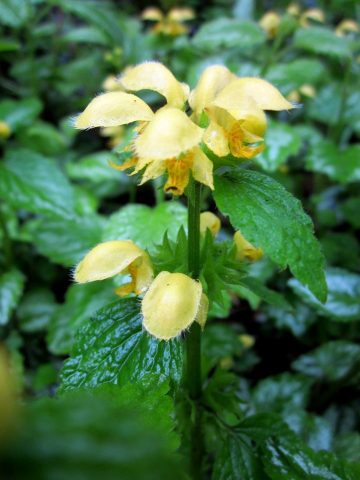 20130504Goldnessel_Schwetzinger_Hardt1