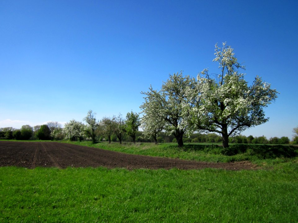 20130425Birne_Hockenheim7