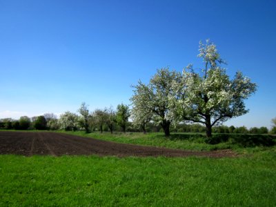 20130425Birne_Hockenheim7