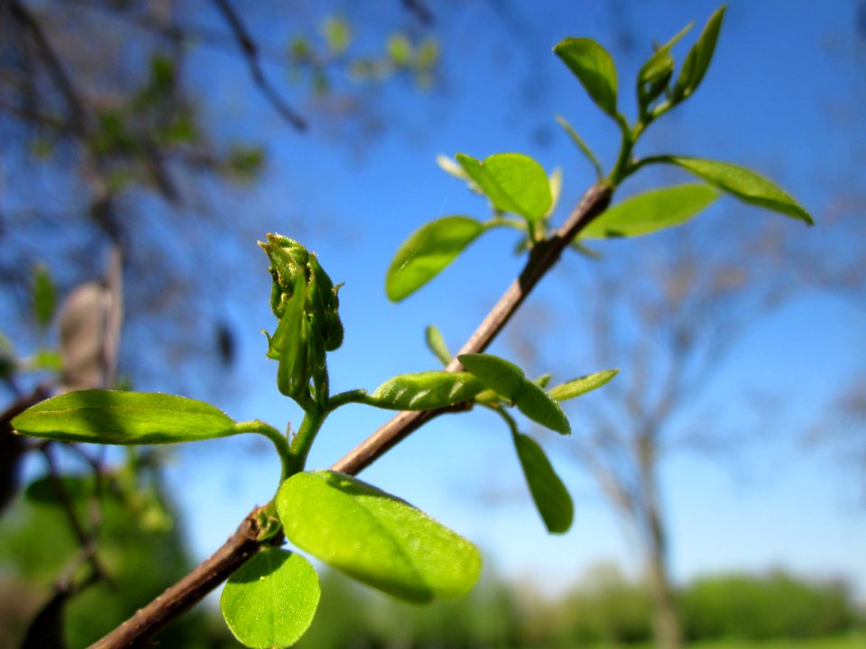 20130425Robinie_Hockenheim1