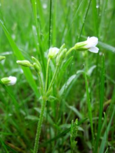 20130504Hornkraut_Schwetzinger_Hardt