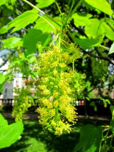 20130507Bergahorn_Staden3