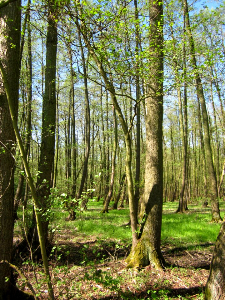 20130425Marlach02