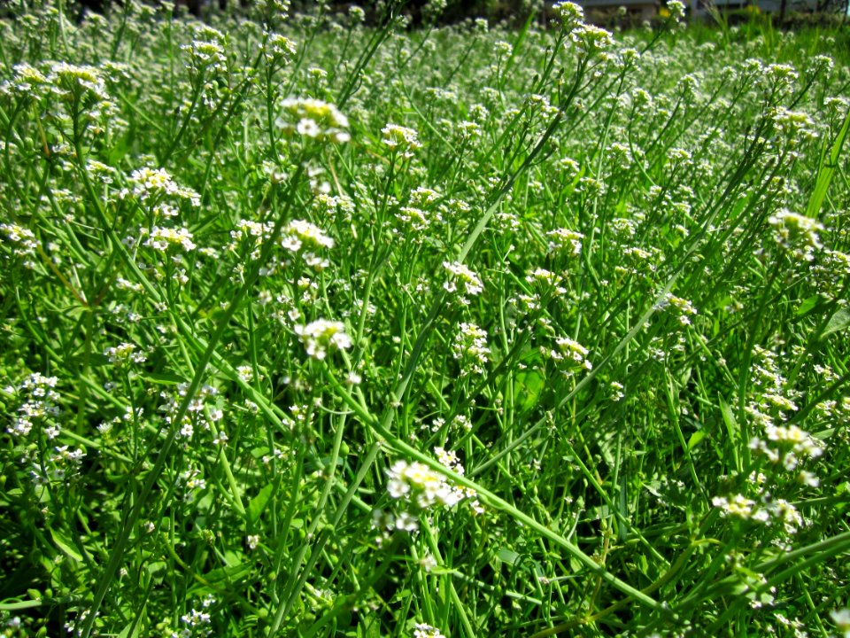 20130425Hirtentaeschel_Hockenheim1