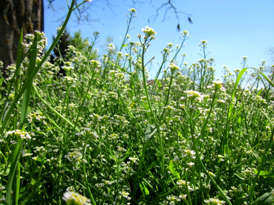 20130425Hirtentaeschel_Hockenheim2