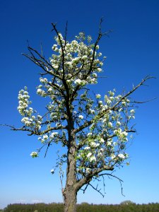 20130425Birne_Hockenheim5
