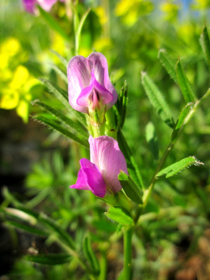 20130425Futterwicke_Wolfsmilch_Hockenheim2