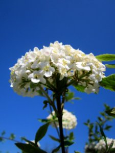 20130424Schneeball_Gartenschaupark_Hockenheim4
