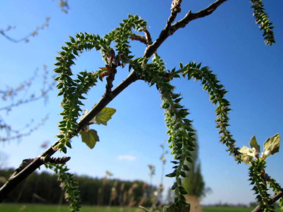 20130424Silberpappel_Hockenheim3