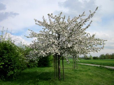 20130429Apfelbluete_Hockenheim2