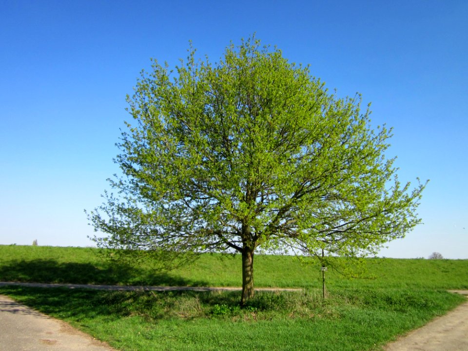 20130425Eiche_Hockenheim01