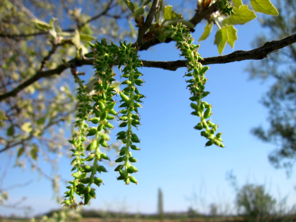20130424Silberpappel_Hockenheim2