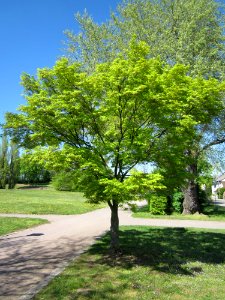 20130425Faecherahorn_Hockenheim1