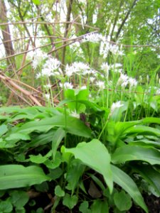 20130429Baerlauch_Hockenheim3