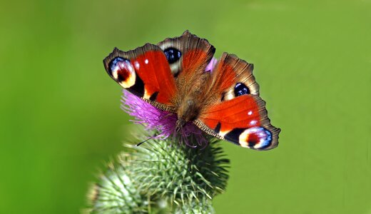 Peacock butterflies close up