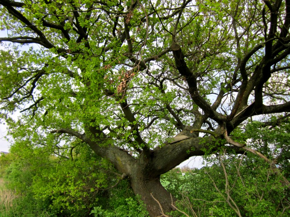 20130429Eiche_Hockenheim5
