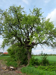 20130429Birne_Hockenheim10