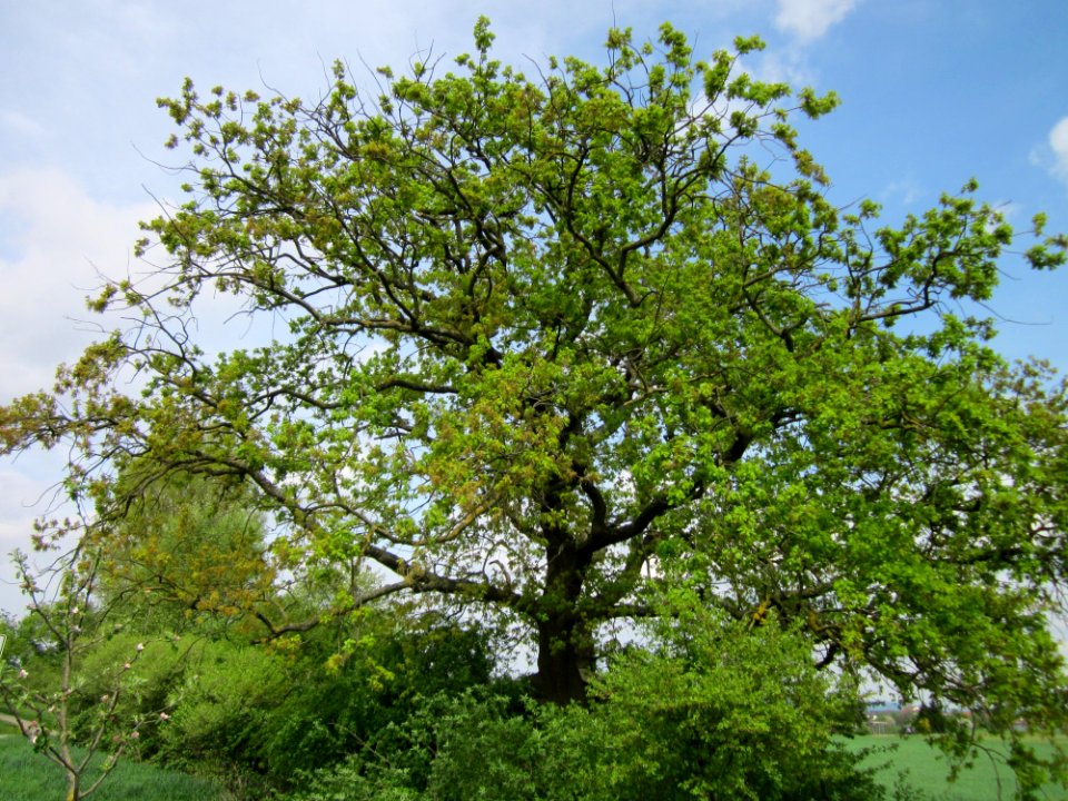 20130429Eiche_Hockenheim1