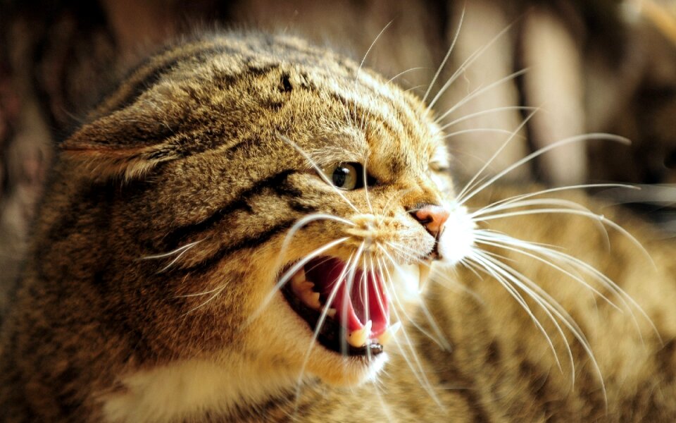 Teeth brown cat brown teeth