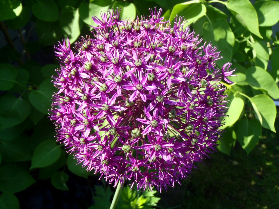 Purple garden green leaves