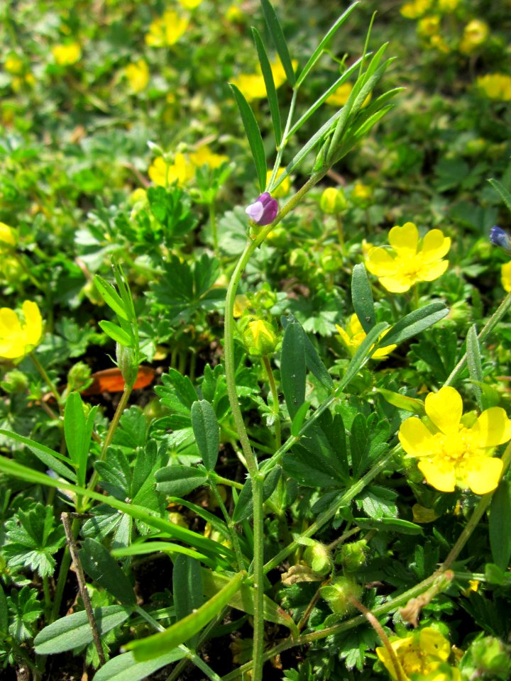 20130429Fingerkraut_Hockenheim5