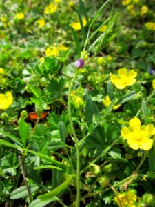 20130429Fingerkraut_Hockenheim5