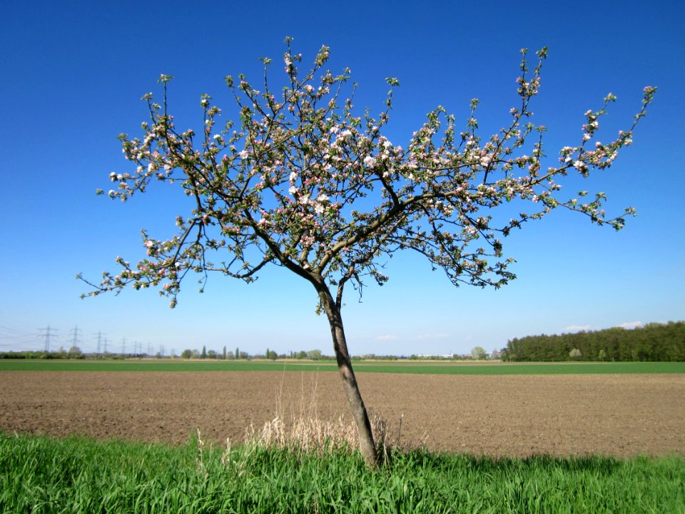 20130425Apfel_Hockenheim6