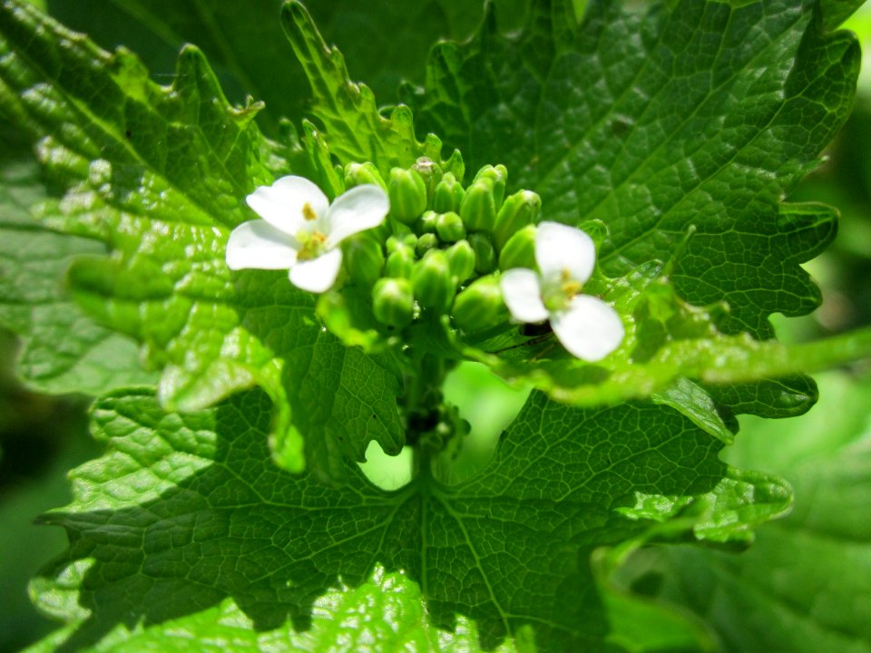 20130425Marlach21