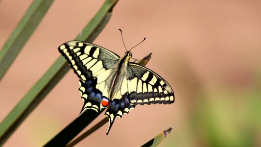 Insect butterflies swallowtail butterflies