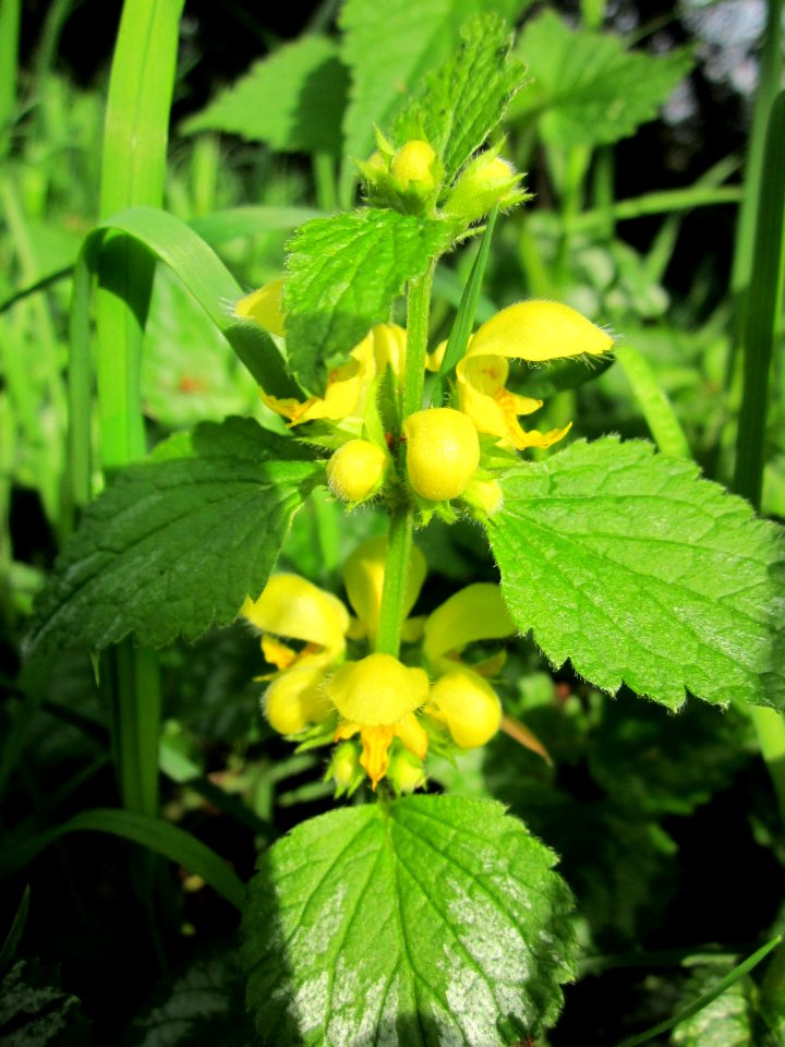 20130429Taubnessel_Hockenheim2