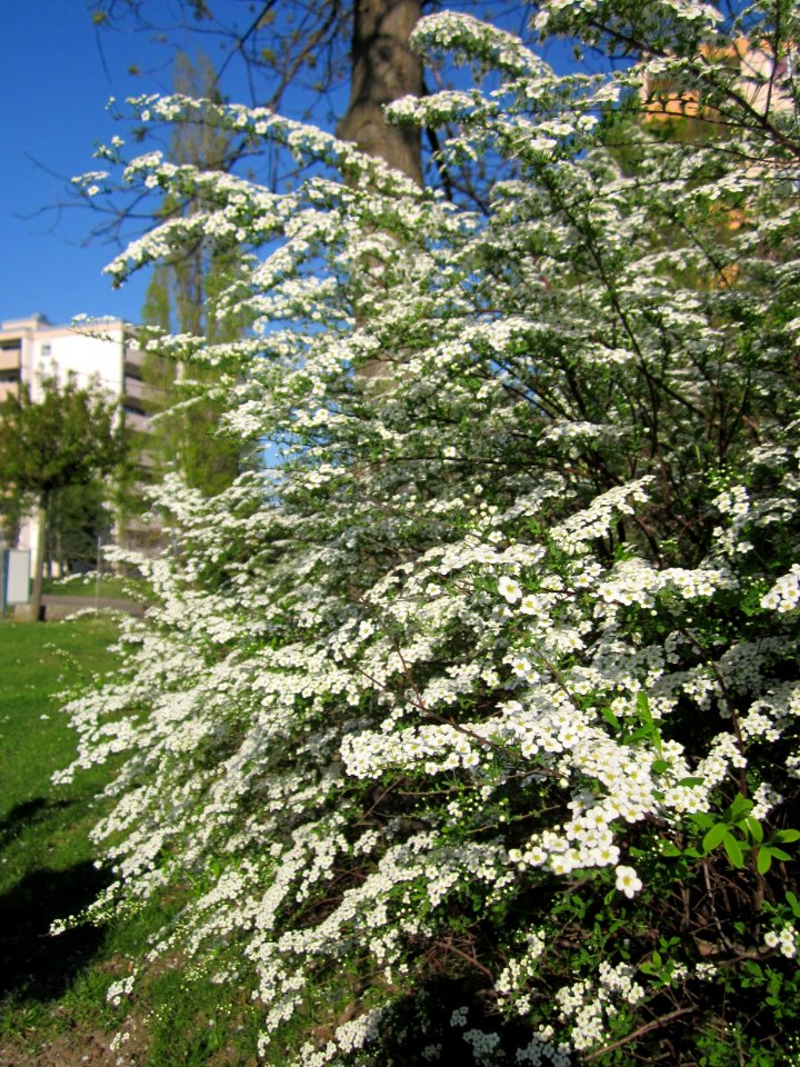 20130424Spierstrauch_Hockenheim1