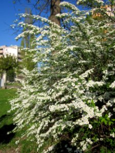 20130424Spierstrauch_Hockenheim1