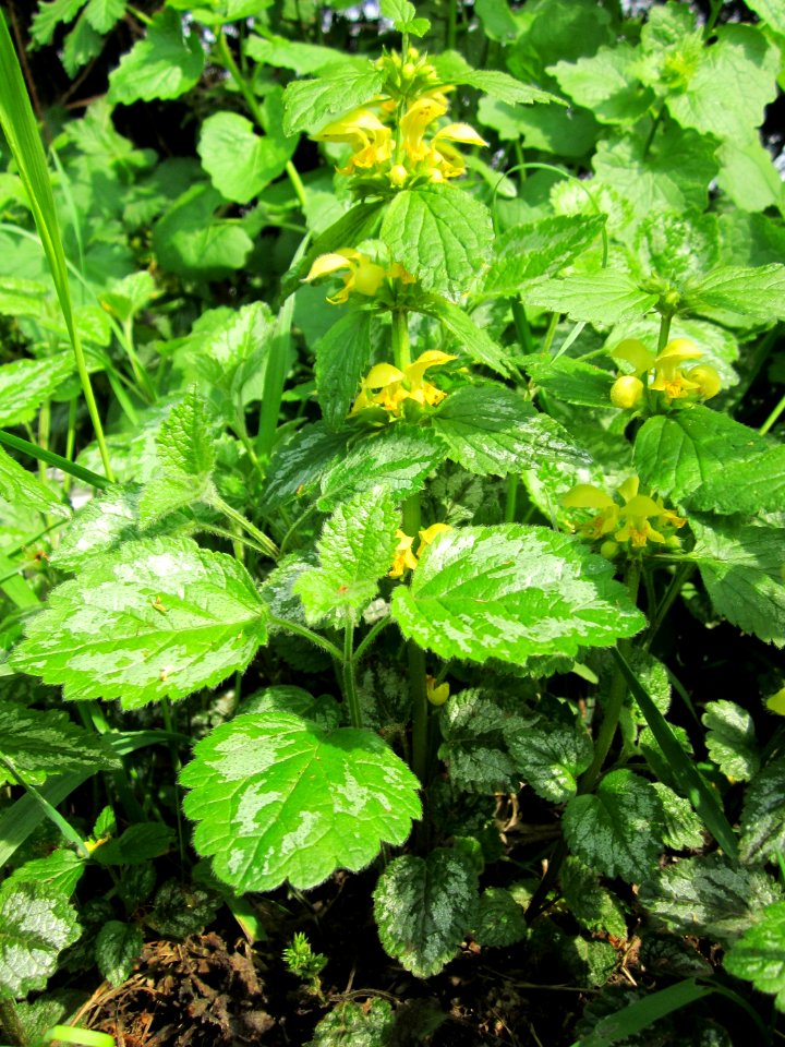 20130429Taubnessel_Hockenheim6